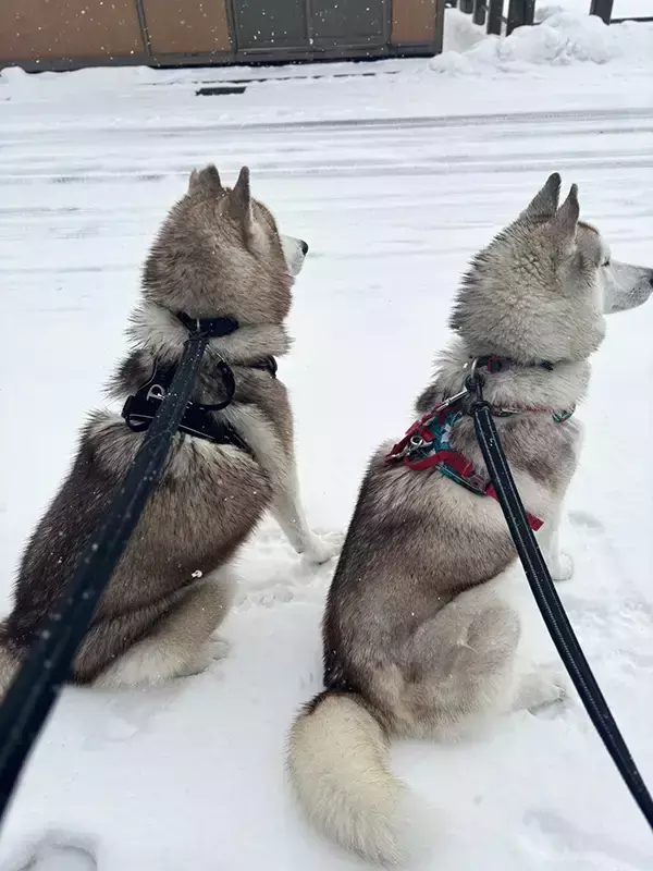 飼い主「やめてもらっていい？」　雪の中、ハスキー親子が…「これはつらい」「試練かな？」