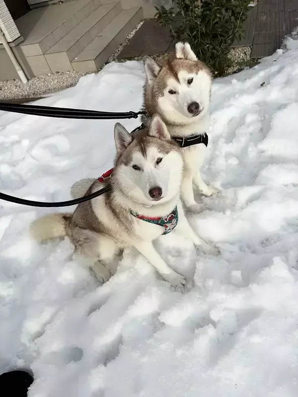 飼い主「やめてもらっていい？」　雪の中、ハスキー親子が…「これはつらい」「試練かな？」