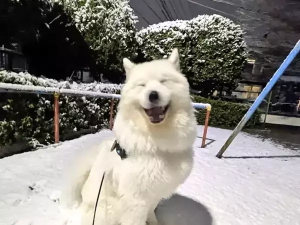 見る人みんな笑顔になる！　初めて雪遊びをした犬の写真に「何このかわいい生命体は」