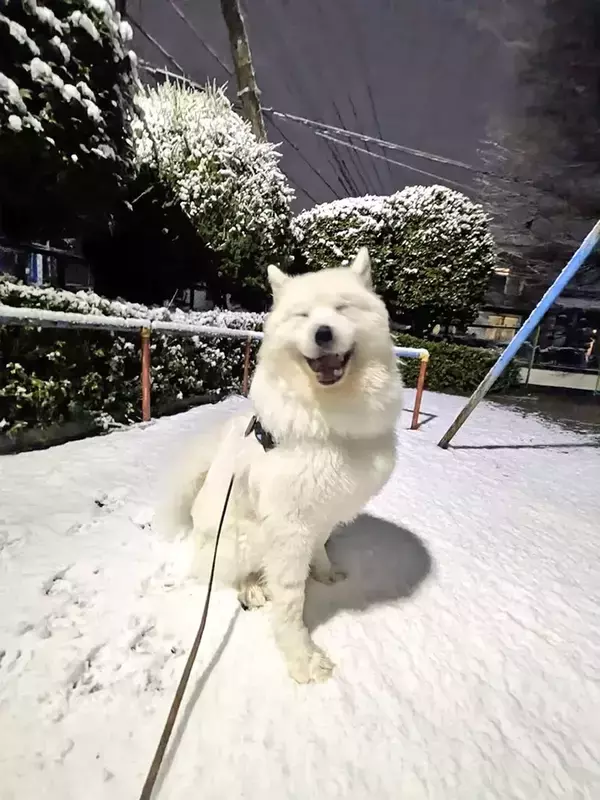見る人みんな笑顔になる！　初めて雪遊びをした犬の写真に「何このかわいい生命体は」