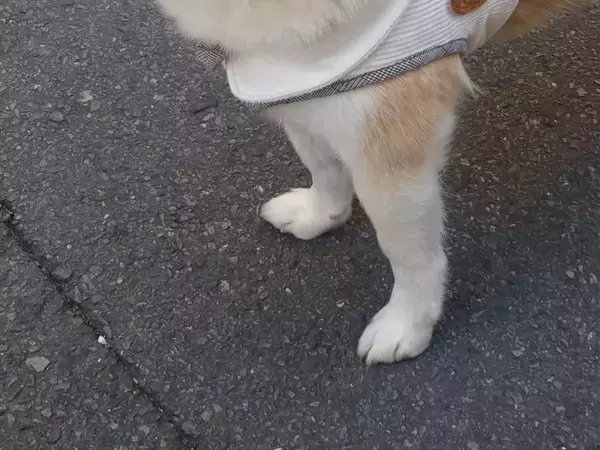 Xで30万いいね！　飼い主を見守る柴犬の顔に「悟りを開いていらっしゃる」「なんと慈愛に満ちた微笑み」