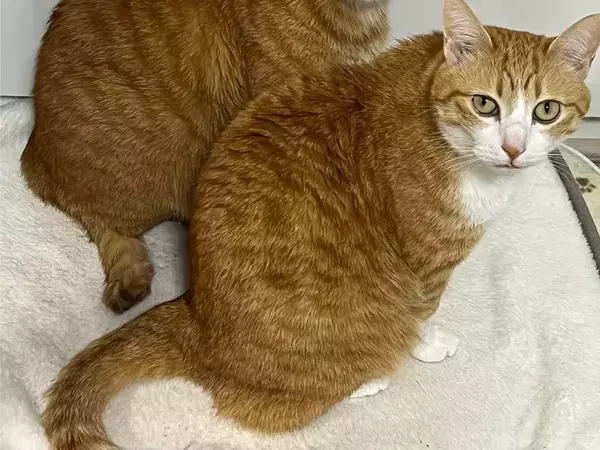 「目は口ほどに物を言う」ってこのこと…！　2匹の猫が見せた顔に「笑った」「こんなに顔に出るなんて」