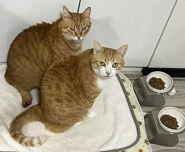 「目は口ほどに物を言う」ってこのこと…！　2匹の猫が見せた顔に「笑った」「こんなに顔に出るなんて」