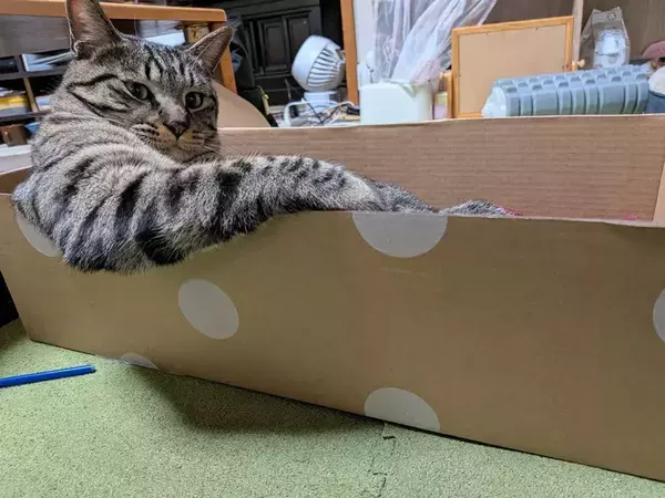 ダンボールを気に入った猫　表情が…「1歳と思えない」「社長の風格」