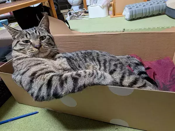 ダンボールを気に入った猫　表情が…「1歳と思えない」「社長の風格」