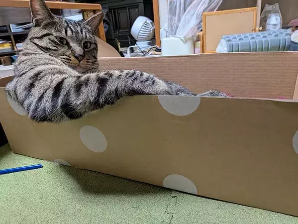 ダンボールを気に入った猫　表情が…「1歳と思えない」「社長の風格」