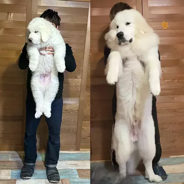 「自分をまだ小さいと思っていそう」　生後2か月の子犬、8か月後には…？