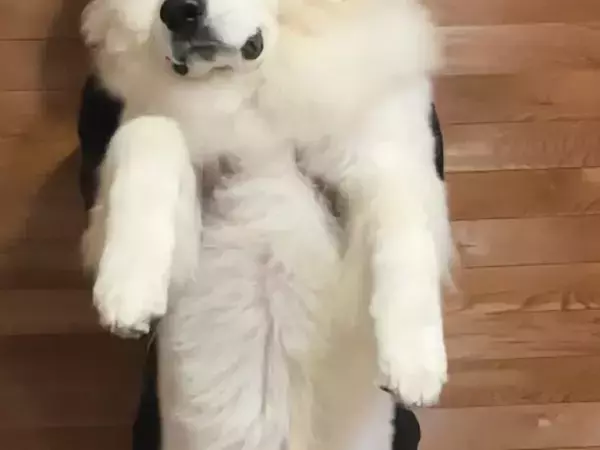 「自分をまだ小さいと思っていそう」　生後2か月の子犬、8か月後には…？