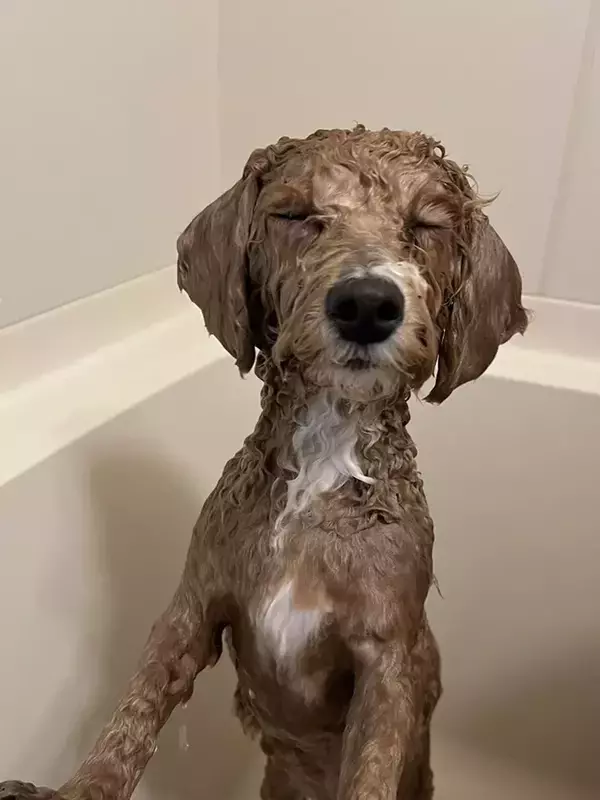 「口元が香る」ので、丸洗いされた犬　表情に「笑った」「修行僧みたい」