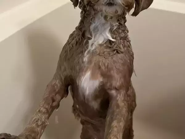 「口元が香る」ので、丸洗いされた犬　表情に「笑った」「修行僧みたい」