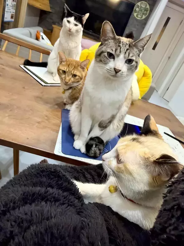 順番待ちをする３匹、視線の先に？　「お行儀がいい」「笑った」