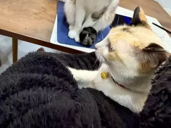 順番待ちをする３匹、視線の先に？　「お行儀がいい」「笑った」