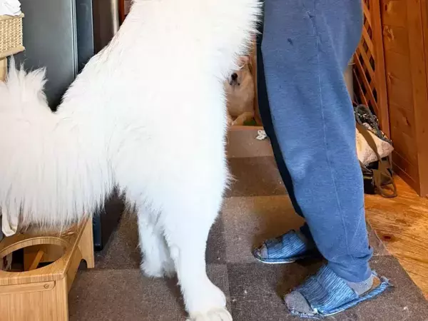 飼い主にじゃれつく『生後11か月の子犬』　その姿に「目を疑った」「もののけ姫かな？」