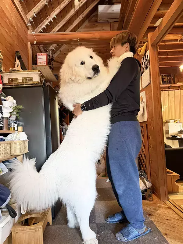 飼い主にじゃれつく『生後11か月の子犬』　その姿に「目を疑った」「もののけ姫かな？」