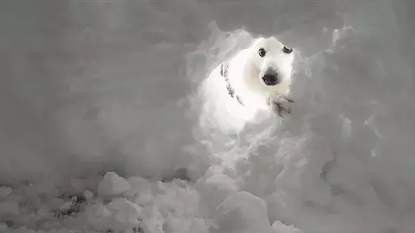 かまくらの完成が待ち遠しい犬　外から覗いた姿がまるで？「笑った」「神々しい」