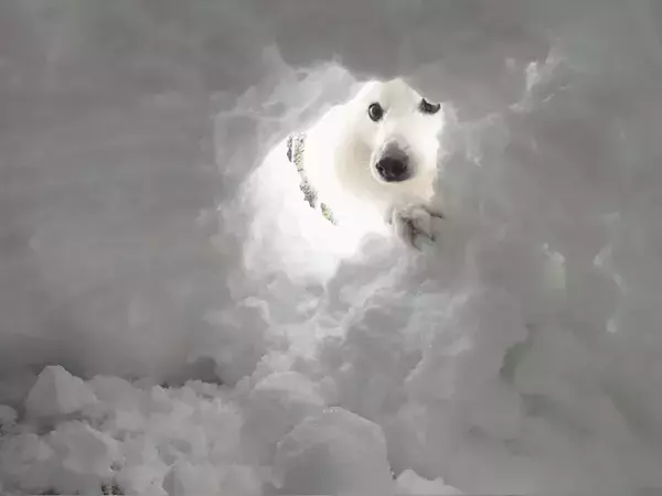 かまくらの完成が待ち遠しい犬　外から覗いた姿がまるで？「笑った」「神々しい」