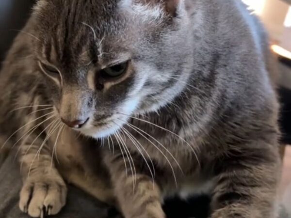 『ふみふみ』を楽しんでいる猫　背後を見ると…！「笑いが止まらない」「達人だ」