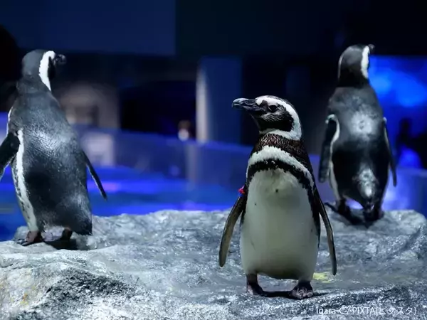水族館職員が明かした『ペンギンの離婚理由』に驚き　「意外とドロドロ」「今が幸せならいい」