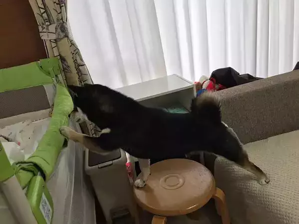 赤ちゃんの前での『4コマ』が話題になった柴犬　その後の姿に「泣いた」「これぞ愛だ」