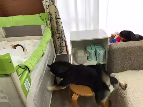 赤ちゃんの前での『4コマ』が話題になった柴犬　その後の姿に「泣いた」「これぞ愛だ」