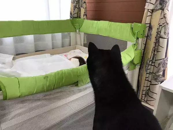 赤ちゃんの前での『4コマ』が話題になった柴犬　その後の姿に「泣いた」「これぞ愛だ」