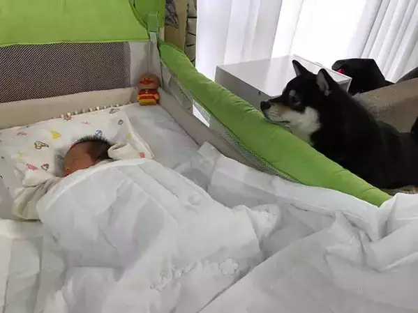赤ちゃんの前での『4コマ』が話題になった柴犬　その後の姿に「泣いた」「これぞ愛だ」