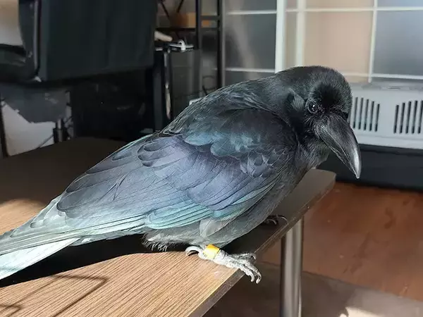 飼い主を見つめるカラス　よく見ると…「知らなかった！」「昔の日本人は天才」