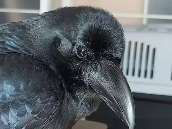 飼い主を見つめるカラス　よく見ると…「知らなかった！」「昔の日本人は天才」