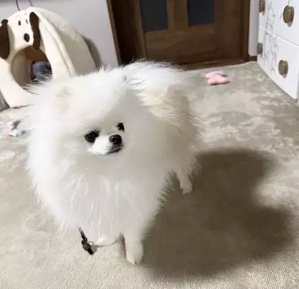 静電気をまとったポメラニアン　その姿に「強そう」「新種のポケモンかな？」
