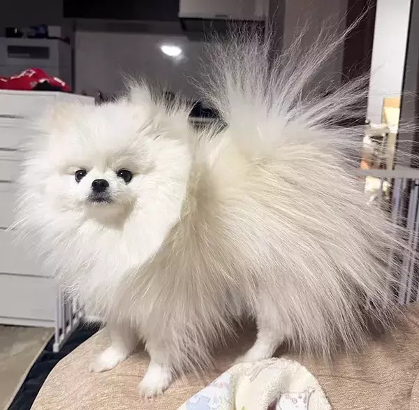静電気をまとったポメラニアン　その姿に「強そう」「新種のポケモンかな？」
