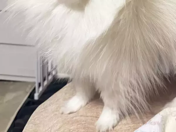 静電気をまとったポメラニアン　その姿に「強そう」「新種のポケモンかな？」