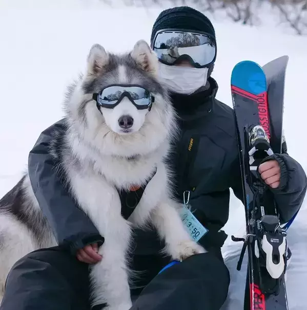 「オレはやるぜ」　雪山でのハスキーの姿に「惚れちゃいそう」「かっこよすぎる」