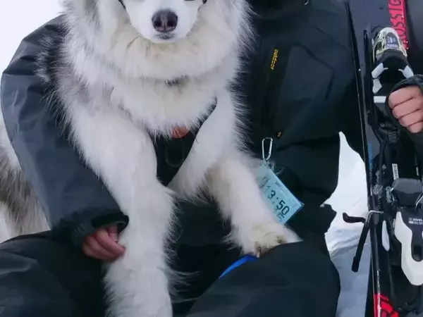 「オレはやるぜ」　雪山でのハスキーの姿に「惚れちゃいそう」「かっこよすぎる」