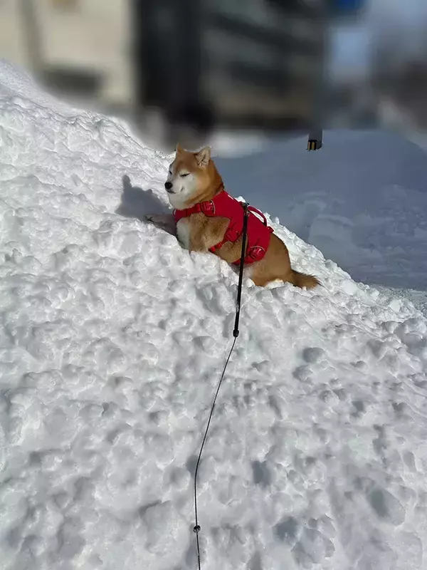 雪山にのぼる柴犬　なぜか途中で…「マイペースすぎる」「かわいいなぁ」