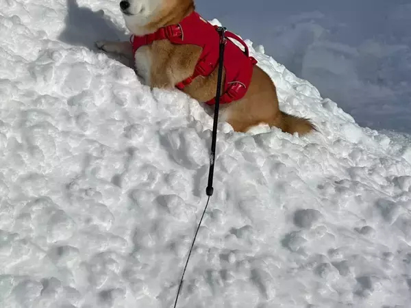雪山にのぼる柴犬　なぜか途中で…「マイペースすぎる」「かわいいなぁ」