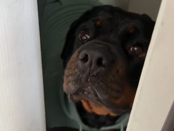 「私なら即上司に『会社休みます』って電話する」　飼い主が出かけようとしたら、愛犬が？