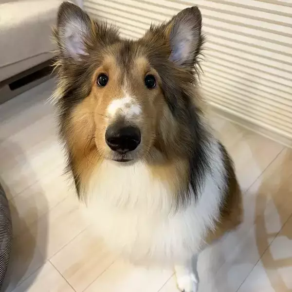 風呂場で『丸洗い』されたシェルティ　ビフォーアフターに「ごめん爆笑した」「犬種変わってない？」