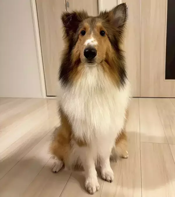 風呂場で『丸洗い』されたシェルティ　ビフォーアフターに「ごめん爆笑した」「犬種変わってない？」