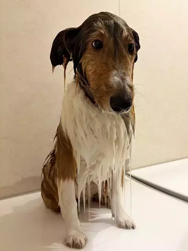 風呂場で『丸洗い』されたシェルティ　ビフォーアフターに「ごめん爆笑した」「犬種変わってない？」