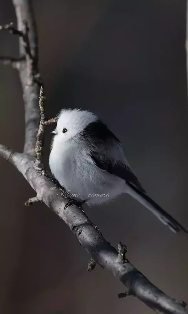 どんな風に寝たの？　寝ぐせのシマエナガに「かわいすぎ」「すごく貴重」