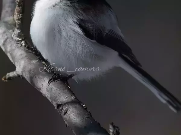 どんな風に寝たの？　寝ぐせのシマエナガに「かわいすぎ」「すごく貴重」