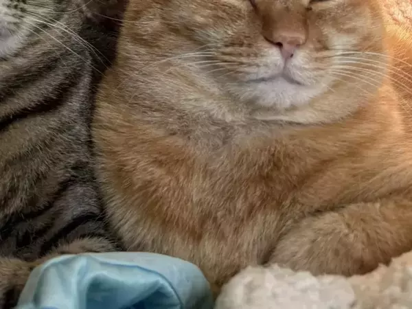 冬の朝、窓の外を見つめる２匹　表情が？「いいお顔」「きんさん・ぎんさんみたい」