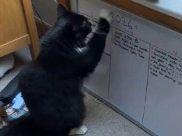 新年の抱負を書いた飼い主　それを見た猫の『行動』に「この猫は賢い！」