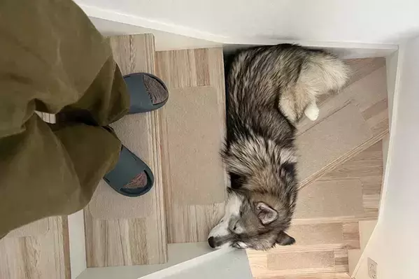 犬がリラックスしていた場所が…？　飼い主がとらえた写真に「関所かな」「踏んじゃいそう」