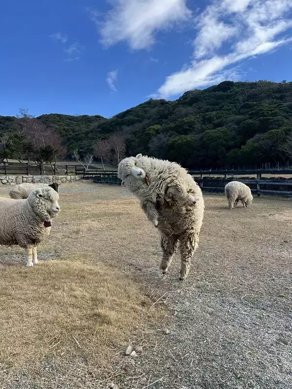 「助けていただいたエビフライです」　動物園での光景に「これなら大歓迎」「奇跡の1枚だろ」
