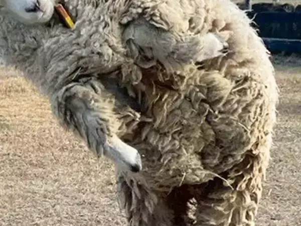 「助けていただいたエビフライです」　動物園での光景に「これなら大歓迎」「奇跡の1枚だろ」