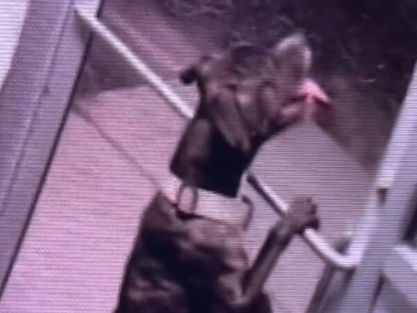 防犯カメラがとらえた衝撃映像　深夜の動物保護施設で？「嘘でしょ！」「なんて賢い犬」