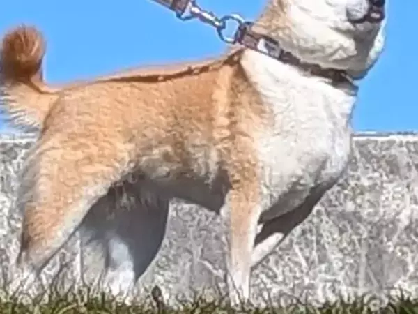 澄んだ青空の下、拒む柴犬　表情に「こんなに凛々しい拒否は初めて」