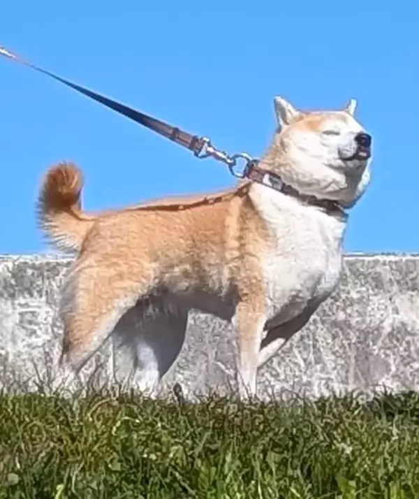 澄んだ青空の下、拒む柴犬　表情に「こんなに凛々しい拒否は初めて」