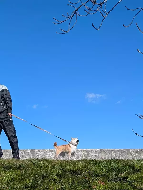 澄んだ青空の下、拒む柴犬　表情に「こんなに凛々しい拒否は初めて」